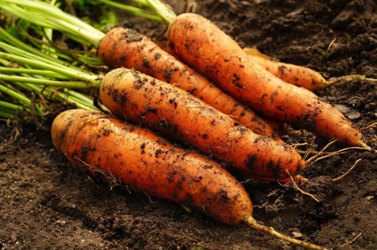 Morkos "Nerac" nenuplautos