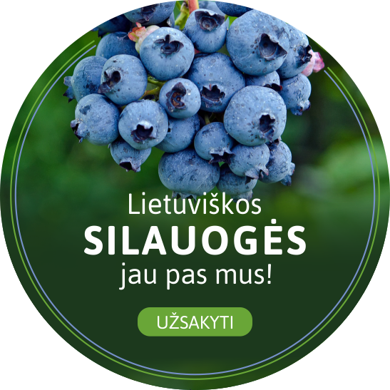 Lietuviškos šilauogės