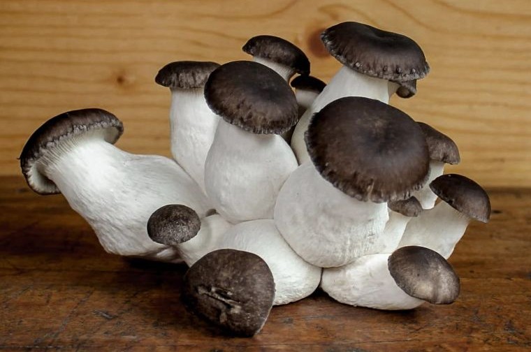 Juodojo perlo kreivabūdės (Black pearl Oyster)